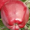 Plod voćne sadnice Jabuka Crveni Delišes