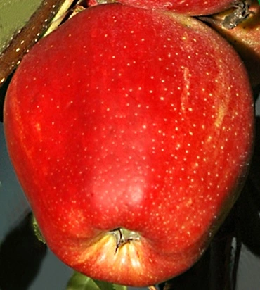 Plod voćne sadnice Jabuka Miči Gala