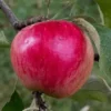 Plod voćne sadnice Jabuka Prim Ruž