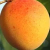 Plod voćne sadnice Kajsija NS-4