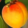 Plod voćne sadnice Kajsija Polumela