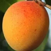 Plod voćne sadnice Kajsija Roksana
