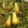 Plod voćne sadnice Kruške Abate Fetel