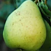 Plod voćne sadnice Kruške Duardova