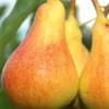 Plod voćne sadnice Kruške Junska Lepotica