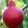 Plod voćne sadnice Kruške Starkrimson
