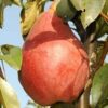 Plod voćne sadnice Kruške Viljamova Crvena