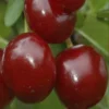 Plod voćne sadnice Višnje Čačanski Rubin
