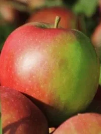 Voćne Sadnice Stare Sorte Jabuke Egerka