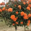 Sadnice Loptaste Ruže Stablašice Narandžasta