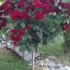 Sadnice Tamno Crvene Loptaste Ruže Stablašice