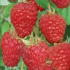 Sadnice Maline