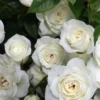 Sadnice Bele Mini Ruže