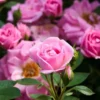Sadnice Roze Mini Ruže