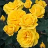Sadnice Žute Mini Ruže