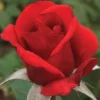 Sadnice Ruže Čajevke Norita