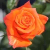 Sadnice Ruže Polijante Lambada