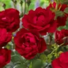 Sadnice Ruže Polijante Nina WeilBull