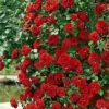 Sadnice Ruže Puzavice Crvena