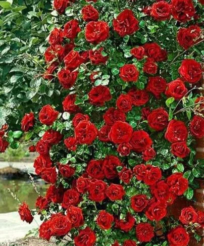Sadnice Ruže Puzavice Crvena