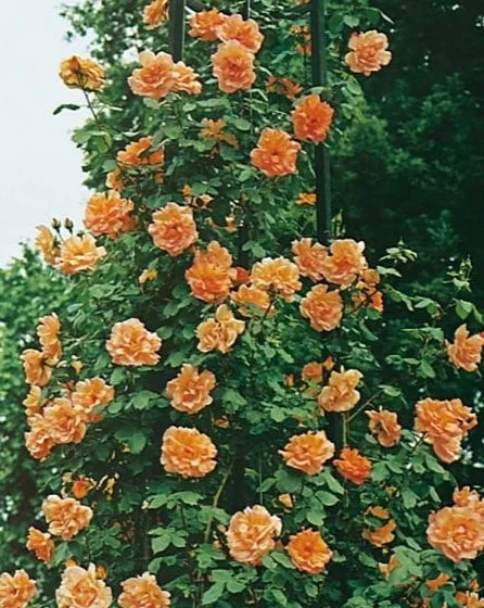 Sadnice Ruže Puzavice Narandžasta