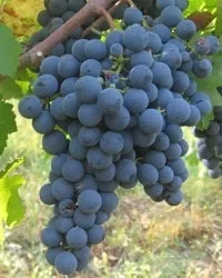 Sadnice Vinove Loze Karmen