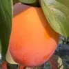 Kaki-Jabuka-Cokolatino