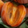 Kaki-Jabuka-Cokolino