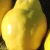 Voćne sadnice Dunje Robusta