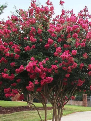 Indijski jorgovan 1 boja Indijski jorgovan 1 boja