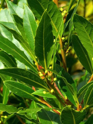 Sadnice začinskog lovora