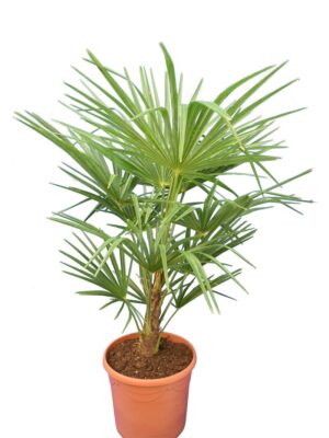 Sadnice lepezaste palme