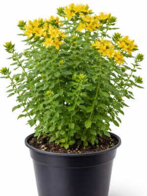 Kantarion sadnice u saksiji Kantarion sadnice u saksiji