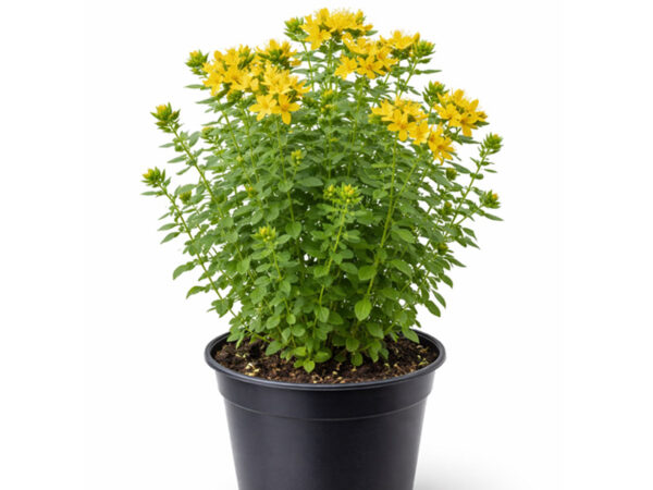 Kantarion sadnice u saksiji Kantarion sadnice u saksiji