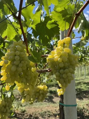 sadnice-vinove-loze-afrodita-1.webp Sadnice Vinove Loze Afrodita (Besemena)