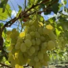 Sadnice Vinove Loze Avatar (Besemena)