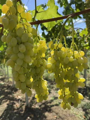 sadnice-vinove-loze-beli-helowin-1.webp Sadnice Vinove Loze Beli Helowin