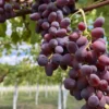 Sadnice Vinove Loze Helowin (Besemena)