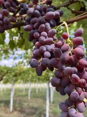 sadnice-vinove-loze-helowin-1.webp Sadnice Vinove Loze Helowin (Besemena)