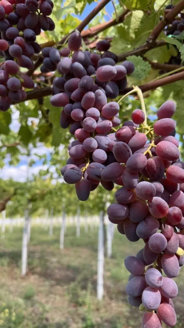 sadnice-vinove-loze-helowin-1.webp Sadnice Vinove Loze Helowin (Besemena)