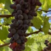 sadnice-vinove-loze-helowin-2-1.webp Sadnice Vinove Loze Helowin (Besemena)