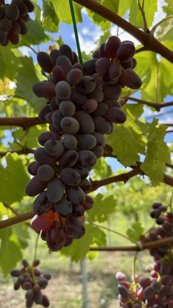 sadnice-vinove-loze-helowin-2-1.webp Sadnice Vinove Loze Helowin (Besemena)