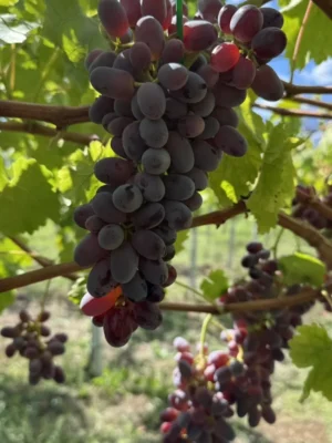 sadnice-vinove-loze-ratatuj-1.webp Sadnice Vinove Loze Ratatuj (Besemena)