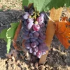 sadnice-vinove-loze-ratatuj-2-1.webp Sadnice Vinove Loze Ratatuj (Besemena)