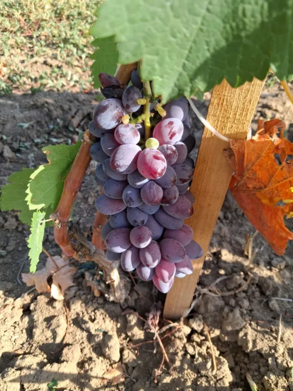 sadnice-vinove-loze-ratatuj-2-1.webp Sadnice Vinove Loze Ratatuj (Besemena)
