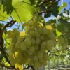Sadnice Vinove Loze Regal Seedless (Besemena)