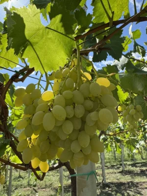 sadnice-vinove-loze-regal-seedless-1.webp Sadnice Vinove Loze Regal Seedless (Besemena)