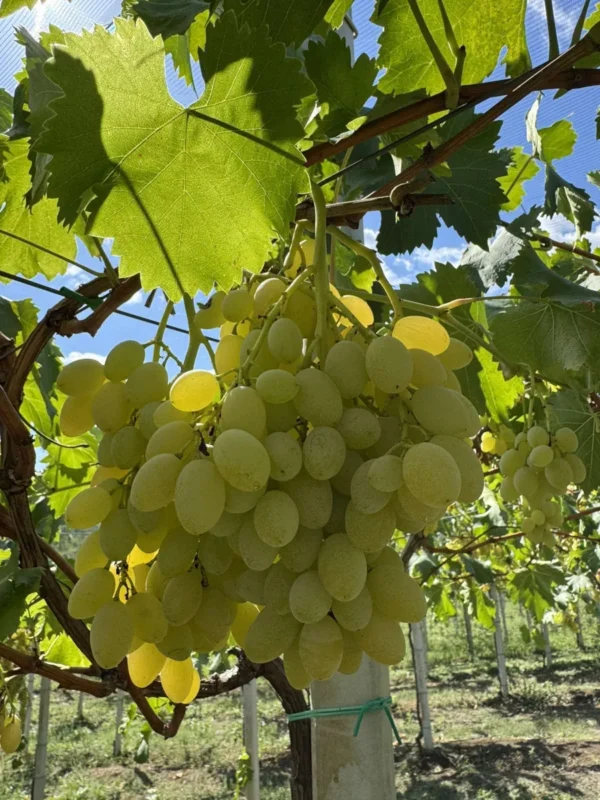 sadnice-vinove-loze-regal-seedless-1.webp Sadnice Vinove Loze Regal Seedless (Besemena)