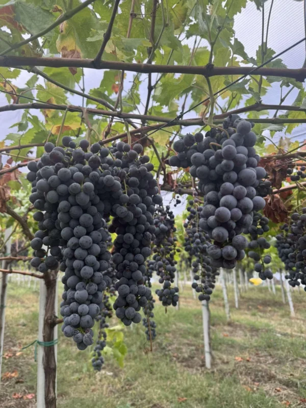 sadnice-vinove-loze-suvenir-1.webp Sadnice Vinove Loze Suvenir